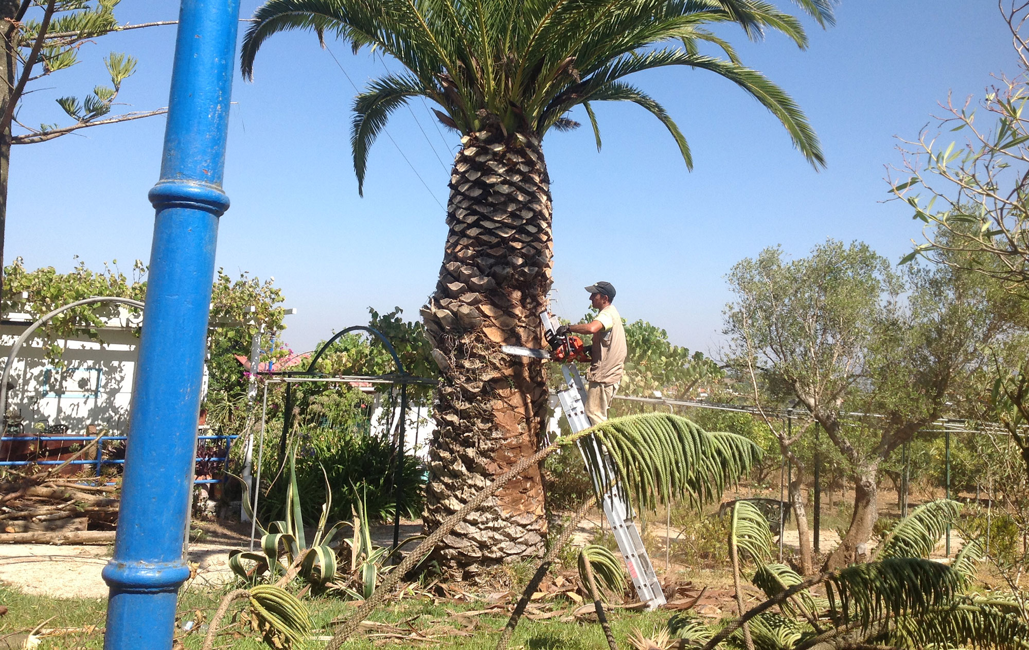 Limpeza-de-Palmeiras 1